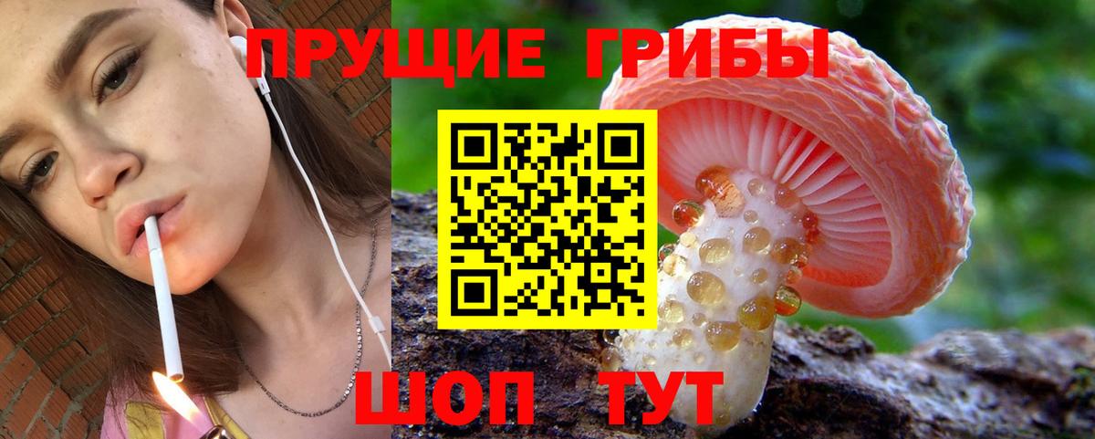 Алейск  как найти   Вход с VPN  Псилоцибиновые грибы Magic Shrooms 
